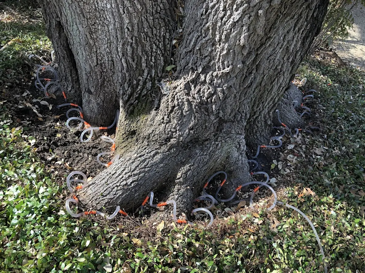 Detailed Tree Cabling and Bracing job site in Fitchburg
