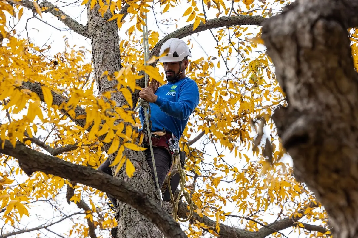 Skilled Tree Pruning crew working in Fitchburg