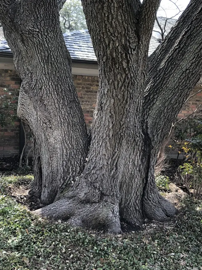 Mature heritage tree close to a Fitchburg property cared for by certified arborists